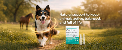 Circulatory & Metabolic Support For Animals